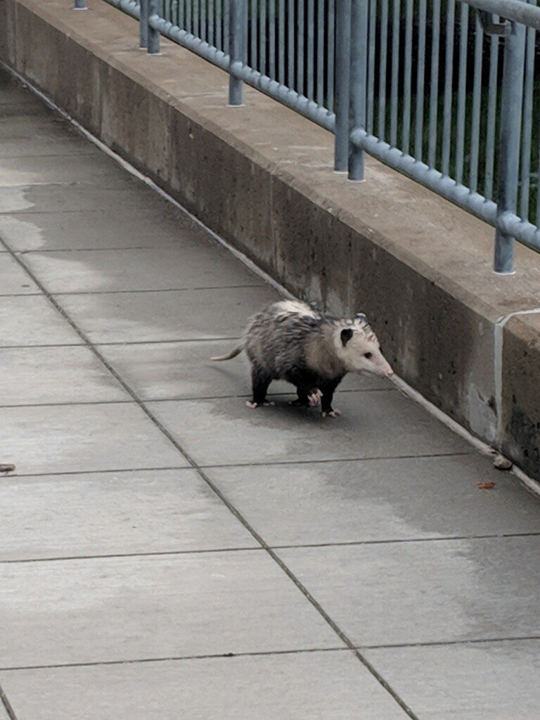 dr_baseball81's tweet photo. #bakermagic & #RallyPossum
#Browns https://t.co/lNjeDScqwY
