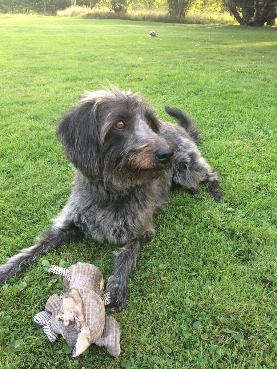 lurcher poodle cross