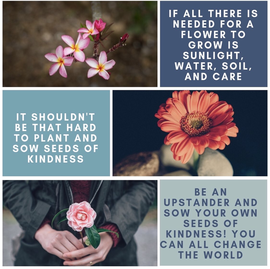 UpstanderBrand's tweet photo. #PlantSeedsOfKindness and cultivate #goodness. Be an #Upstander. #KindKidsAreCool #bethatKINDofkid #OGHopeCampaign https://t.co/RbyzzoLp8K