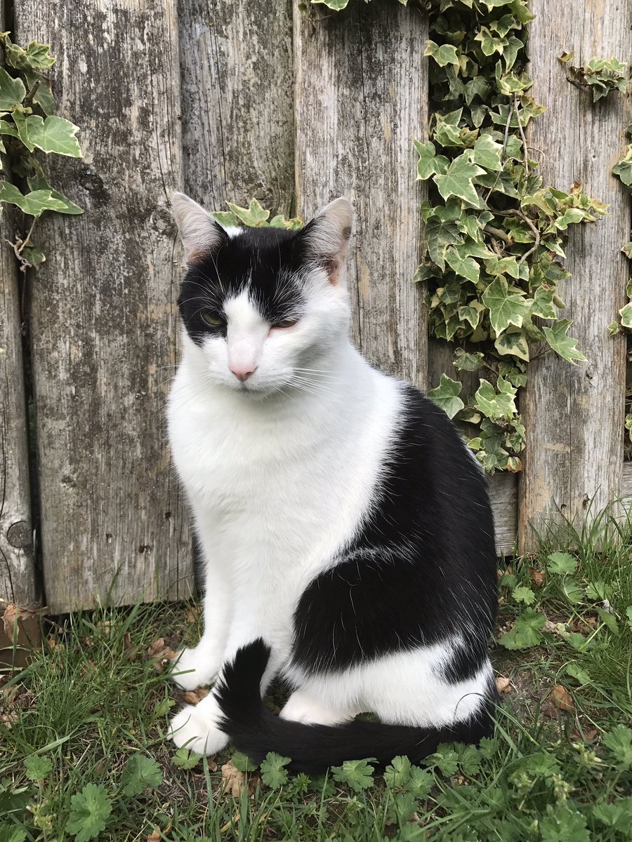 #vermist #simon #willibrorduslaan #Valkenswaard #3okt Please retweet hij is erg aanhankelijk en luister naar naam