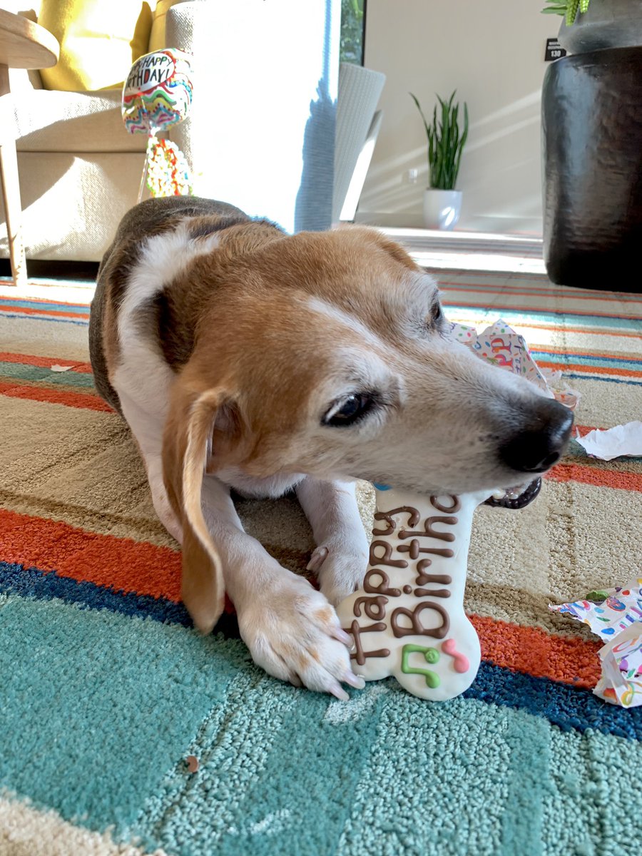 ThereseTheBeast's tweet photo. This sweet and happy little boy is 12! 

Can anyone give him advice on how to embrace his last youthful year before becoming a teenager? https://t.co/RAeoYTAWFA