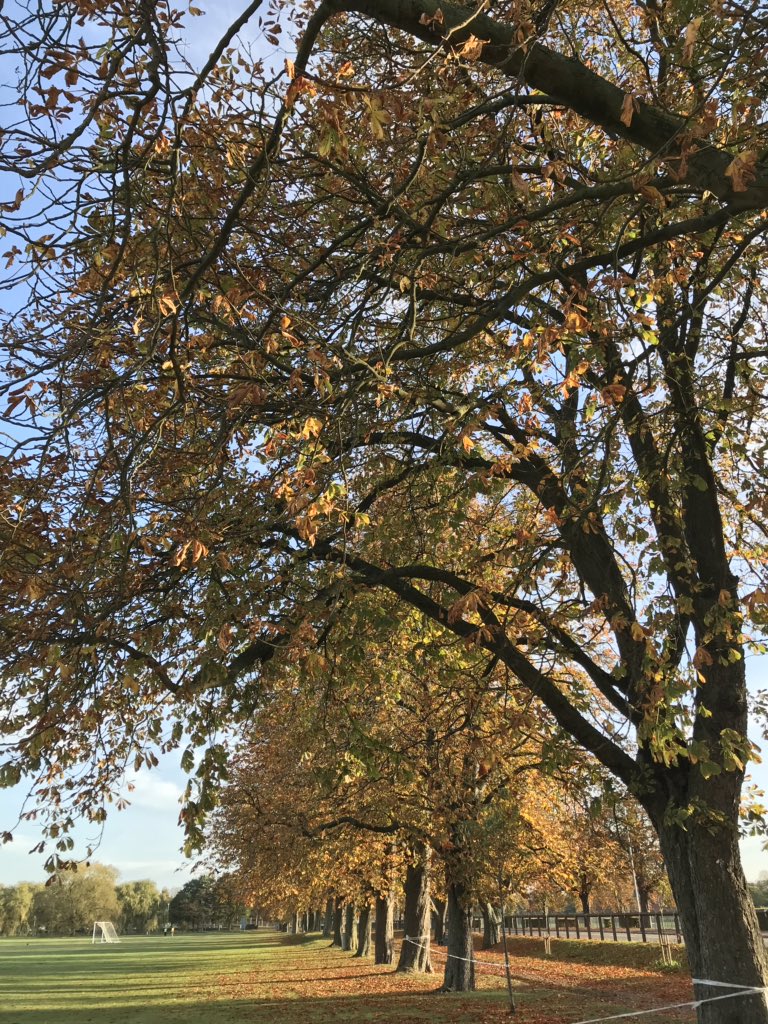majorbaps's tweet photo. Sad that I couldn’t run the Camberley 10k due to injury but enjoyed a lovely autumn morning marshalling at @QPjuniorparkrun @juniorparkrunUK https://t.co/ZfvMh9HJWS