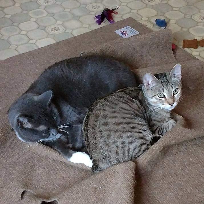 cutecatgear's tweet photo. https://t.co/VLJQGEAgRz https://t.co/G2qloyTwBd