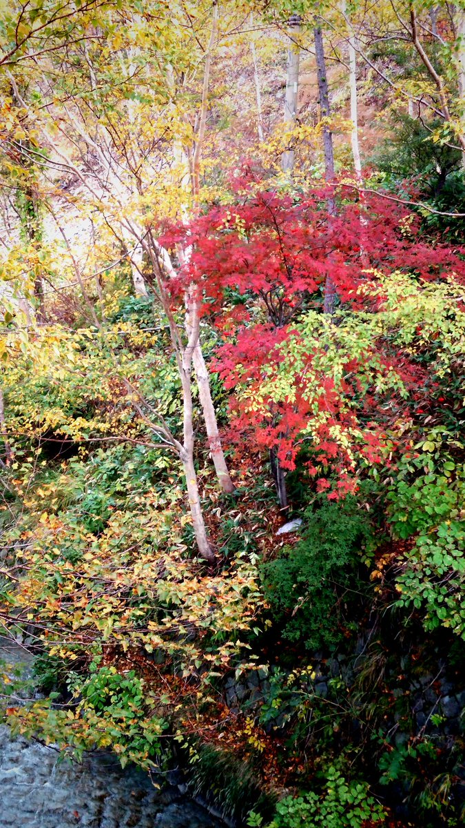 Blabla 万座温泉の紅葉 万座温泉辺りでは紅葉が 見頃を迎えています 青空じゃなくてちょっと残念 でも とても綺麗に色付いてます 紅葉 万座温泉 縦撮影
