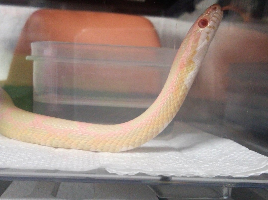 ですとろい Ar Twitter 本来コーンスネークには緑の色素がないと聞いたのだけど それにしても小さい頃は白黄緑サーモンピンクとめちゃくちゃ綺麗 コーンスネーク バブルガム