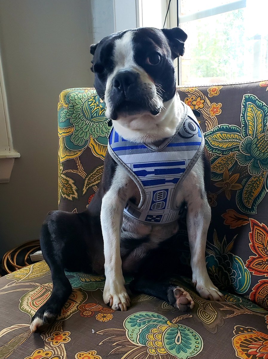OneEyedBug's tweet photo. I am Artoo-Detoo... an astromech droid from Naboo. I shall save the day. #R2D2 #StarWars #GeorgeLucas #KennyBaker #Robots #RobotHallofFame #AkiraKurosawa #C3POismybff #SmithsonianInstitution #Arturito #OneEyedBug https://t.co/jvZLsvJeKw