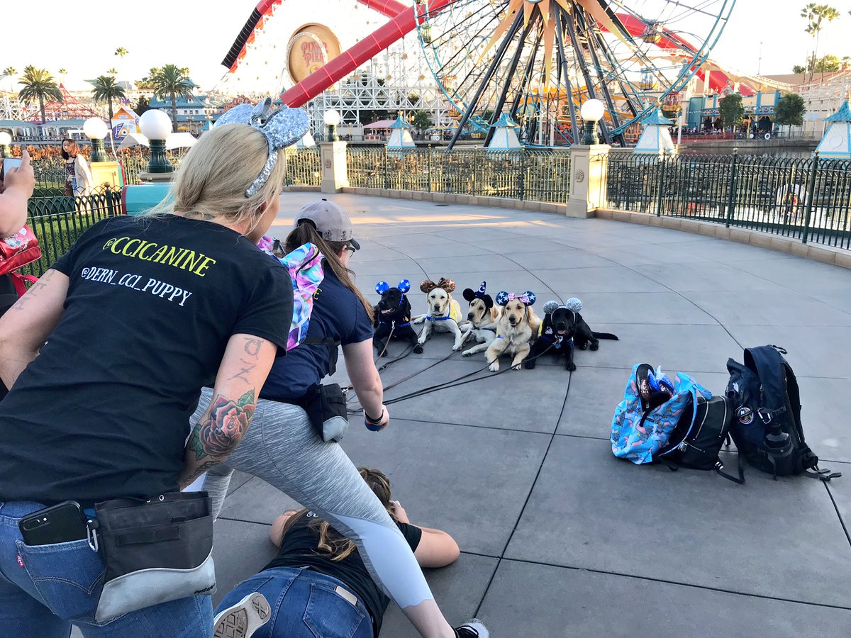 Laura Allen tweet media