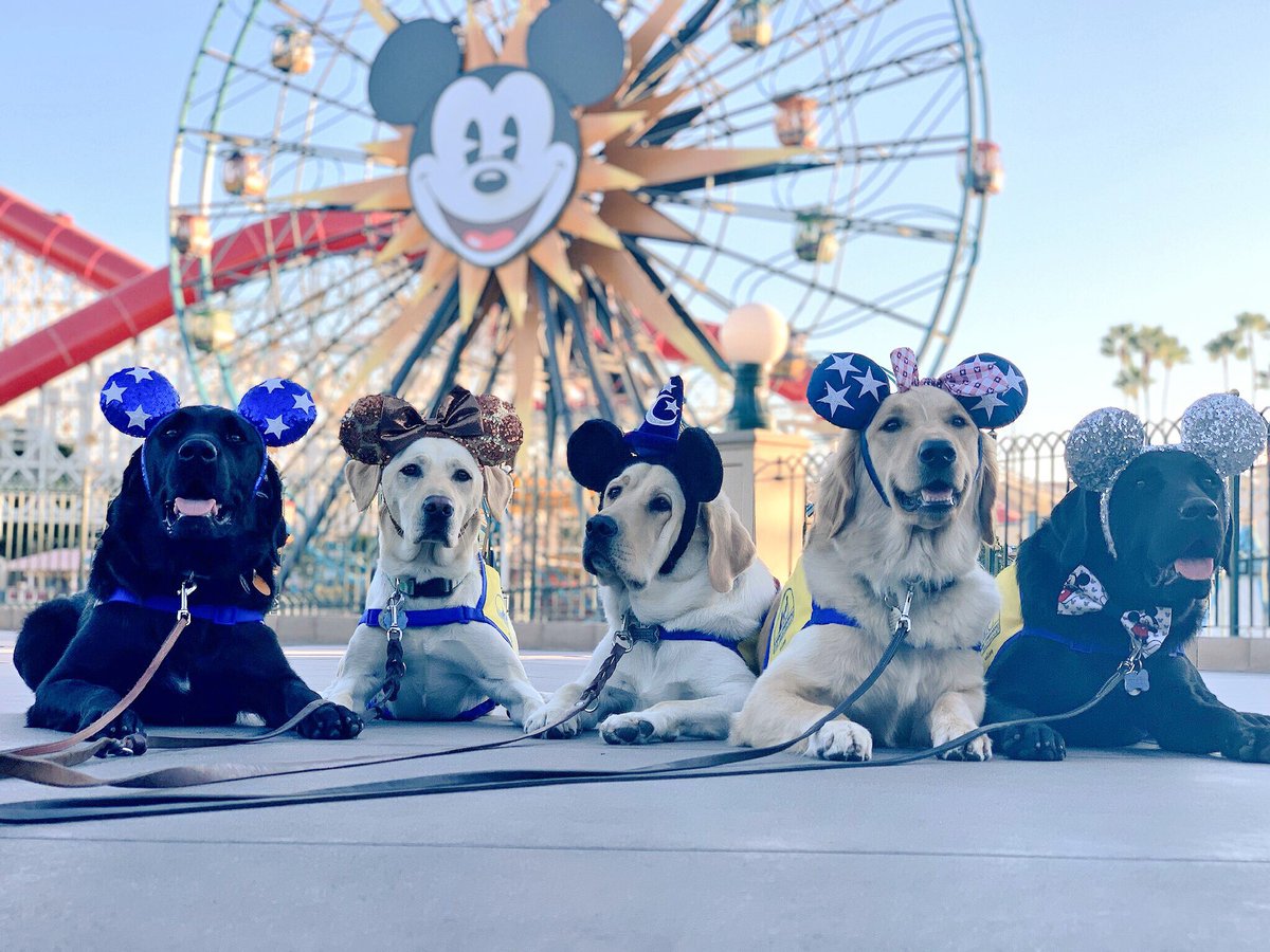 Laura Allen tweet media