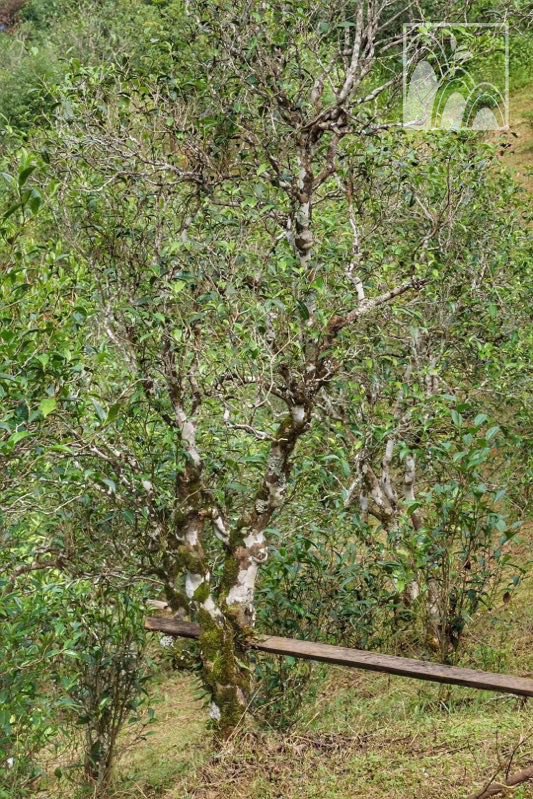DenongTea's tweet photo. This is the most northern tea area in Menghai tea region. #tealife #teamountain #menghai #TeaTree #puerh https://t.co/xKeVownpKV