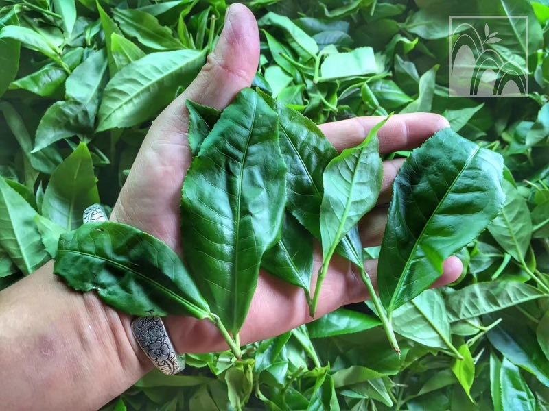 DenongTea's tweet photo. This is the most northern tea area in Menghai tea region. #tealife #teamountain #menghai #TeaTree #puerh https://t.co/xKeVownpKV