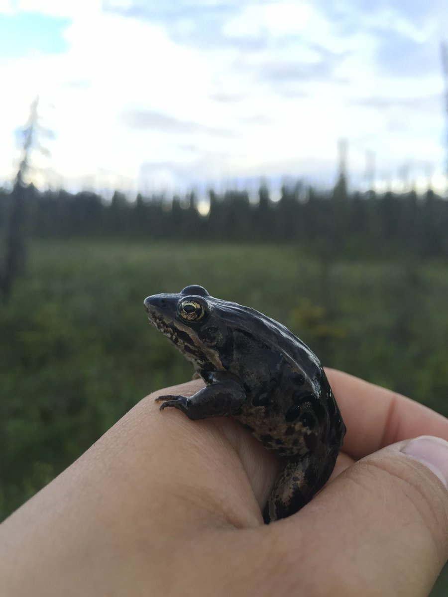 USFWS Alaska on Twitter "Wood frogs survive the winter by producing an