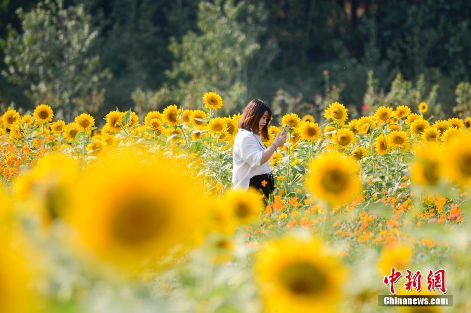 中國新聞社on Twitter 长沙七万余株向日葵拼成 葵海 近日 湖南省森林植物园举办的向日葵主题花展吸引众多民众前来参观 七万余株向日葵组成的巨型花园让人仿佛置身于 葵海 中