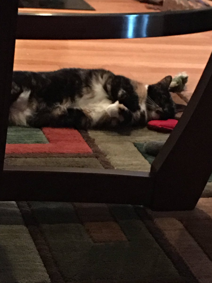 Cic3r01's tweet photo. #CatNipBreak π https://t.co/6tdgdYX7tL