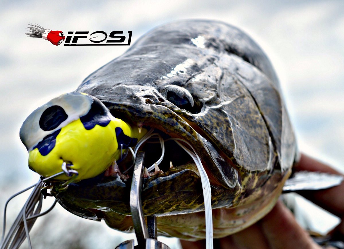 iFOS Lures (@ifoslures) on Twitter photo 