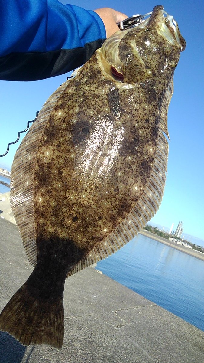 ちほは 超 Masked Dnk Y K 作 Auf Twitter 今朝のお散歩ひっしんぐ 松ヶ浜 ものすごい釣り人で混雑の中 隙間を見つけてバイブをぶるぶるさせてると ナイスなフェラメ 55前後 Sﾟwﾟ Sゲッツ タモ入れてくれた若者よありがとう 宮城 仙台 七ヶ浜 釣り