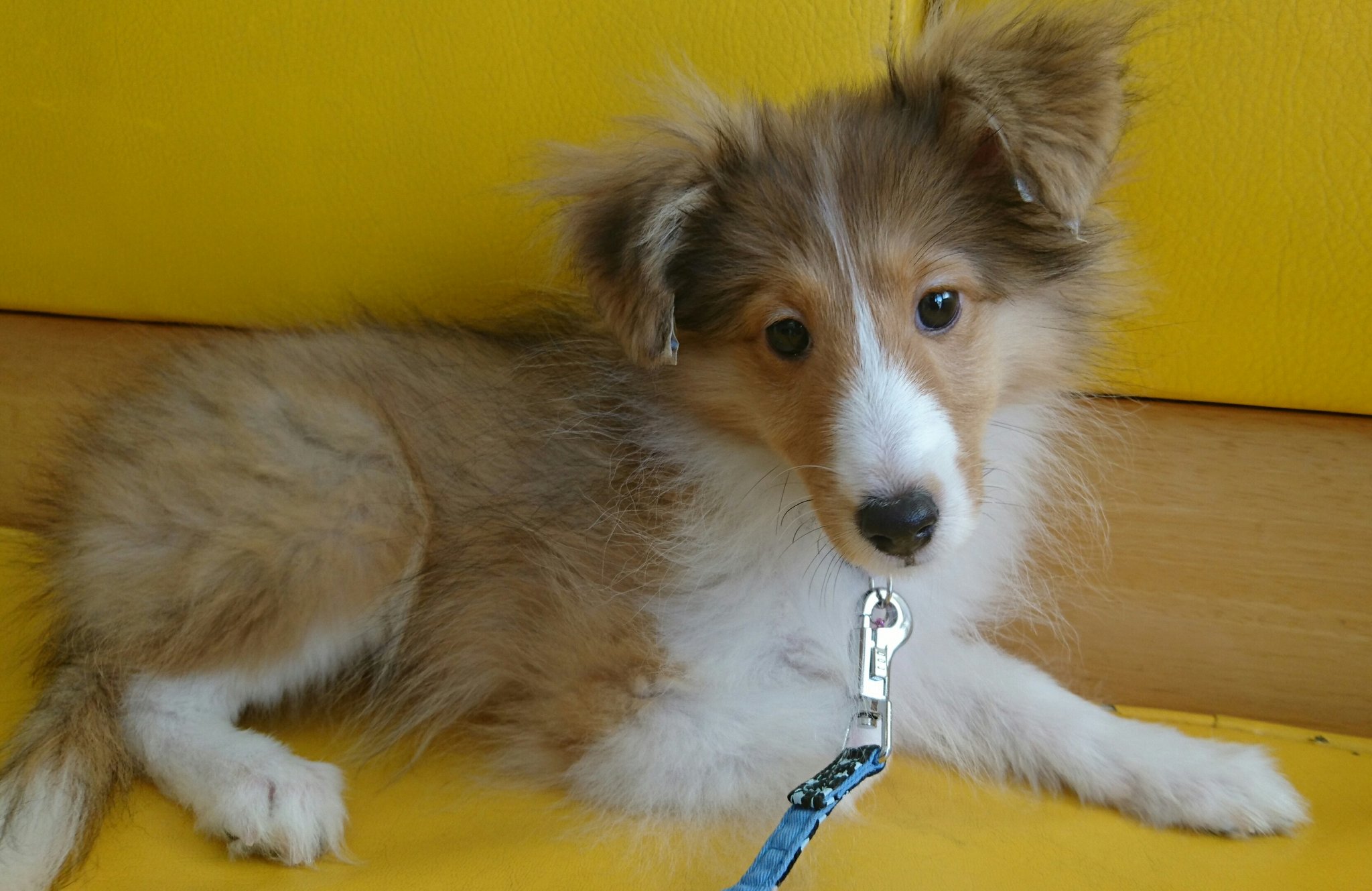 甲斐 さくら 先日病院へ行った時 可愛いシェルティの子犬さんいました 4ヶ月で2キロしかない 美人さんだなぁ シェルティ T Co Kstnkur2gu Twitter