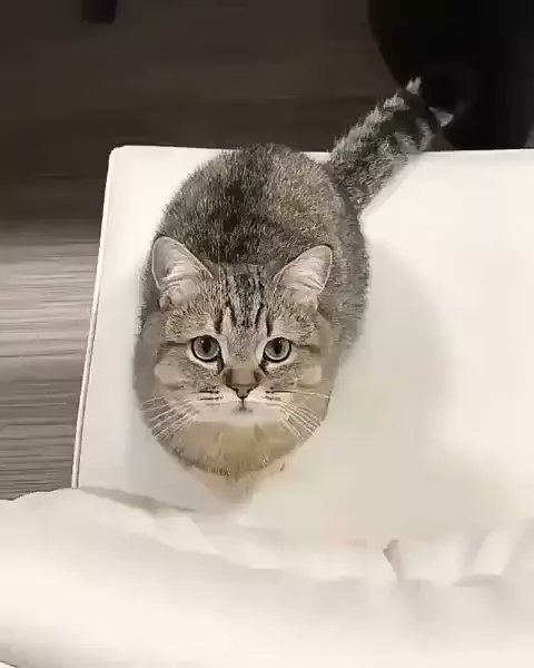 cutest thing 🐈#bigolivevideo activity.bigo.tv/live/act/act_6…