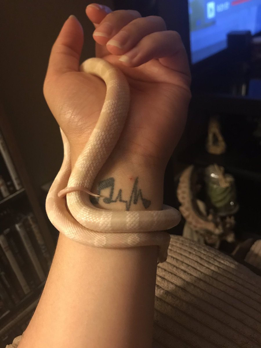 dannydani74's tweet image. This little nugget is officially 2 feet long and he’s getting a little thicccc. Love him💞
#snakemom