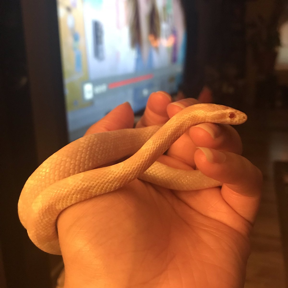 dannydani74's tweet image. This little nugget is officially 2 feet long and he’s getting a little thicccc. Love him💞
#snakemom