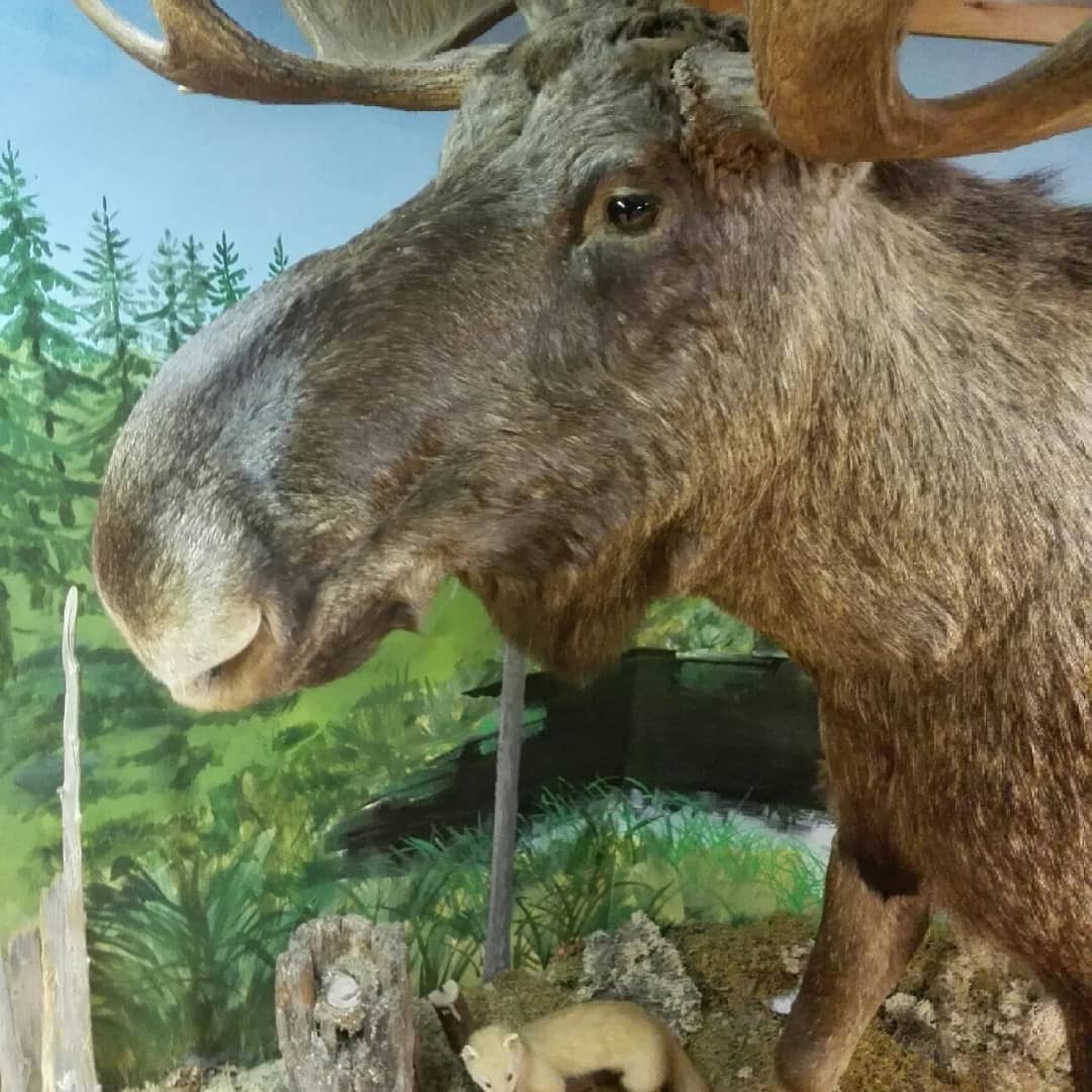 kristallnaach's tweet photo. Hab grad' bissi Instragram gefüttert..kann ja nicht bei jedem vorbeikommen und altmodisch meine Foddos zeigen... ;-) #Elch- #Urlaub
#Borgvik #Grumskommun
#Schweden 🇸🇪 #Elchenländle https://t.co/usi0vgnRVy