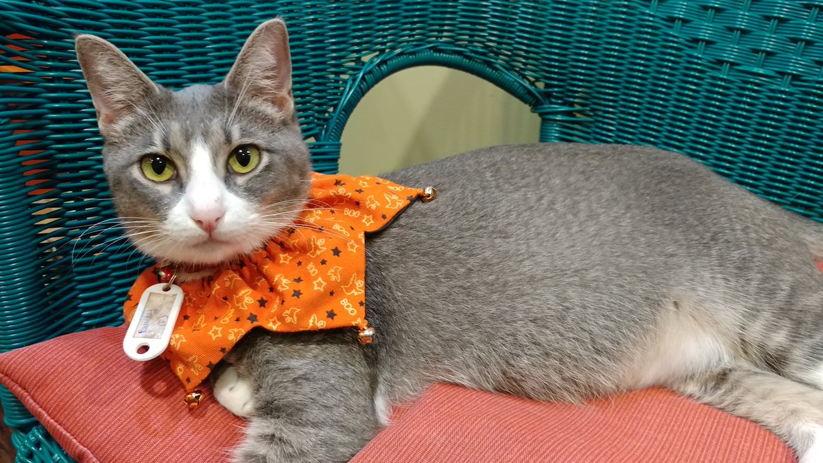 charmcatcafe's tweet photo. We love Hallowween! We've been decorating for the fun! https://t.co/FKB1NqqteF