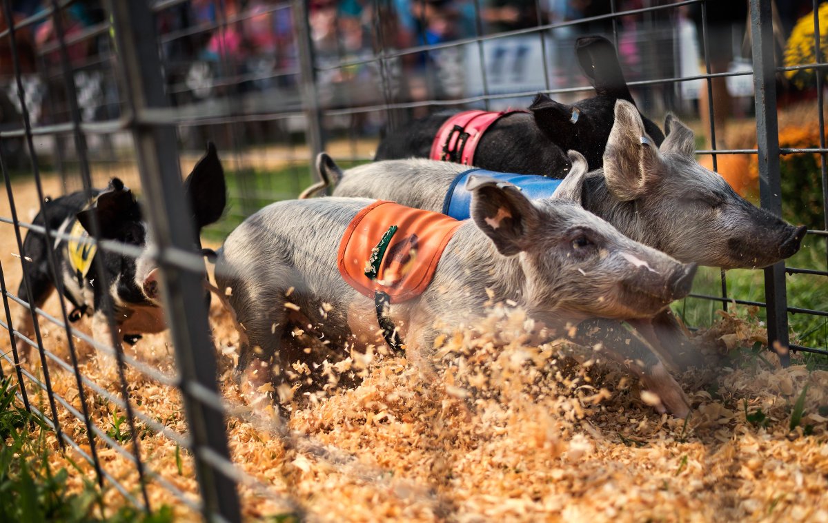 AllisonLeeIsley's tweet photo. Link to full photo gallery from #HogwaySpeedway #RacingPigs at the @dcfair >>> https://t.co/5IiRplTbmF
via @JournalNow
#dcfair #dixieclassic #dixieclassicfair #fair #pigs #JournalNow #photojournalism #winstonsalem #nc #WSNC #forsythcounty #kids #fun https://t.co/FettHCby6R