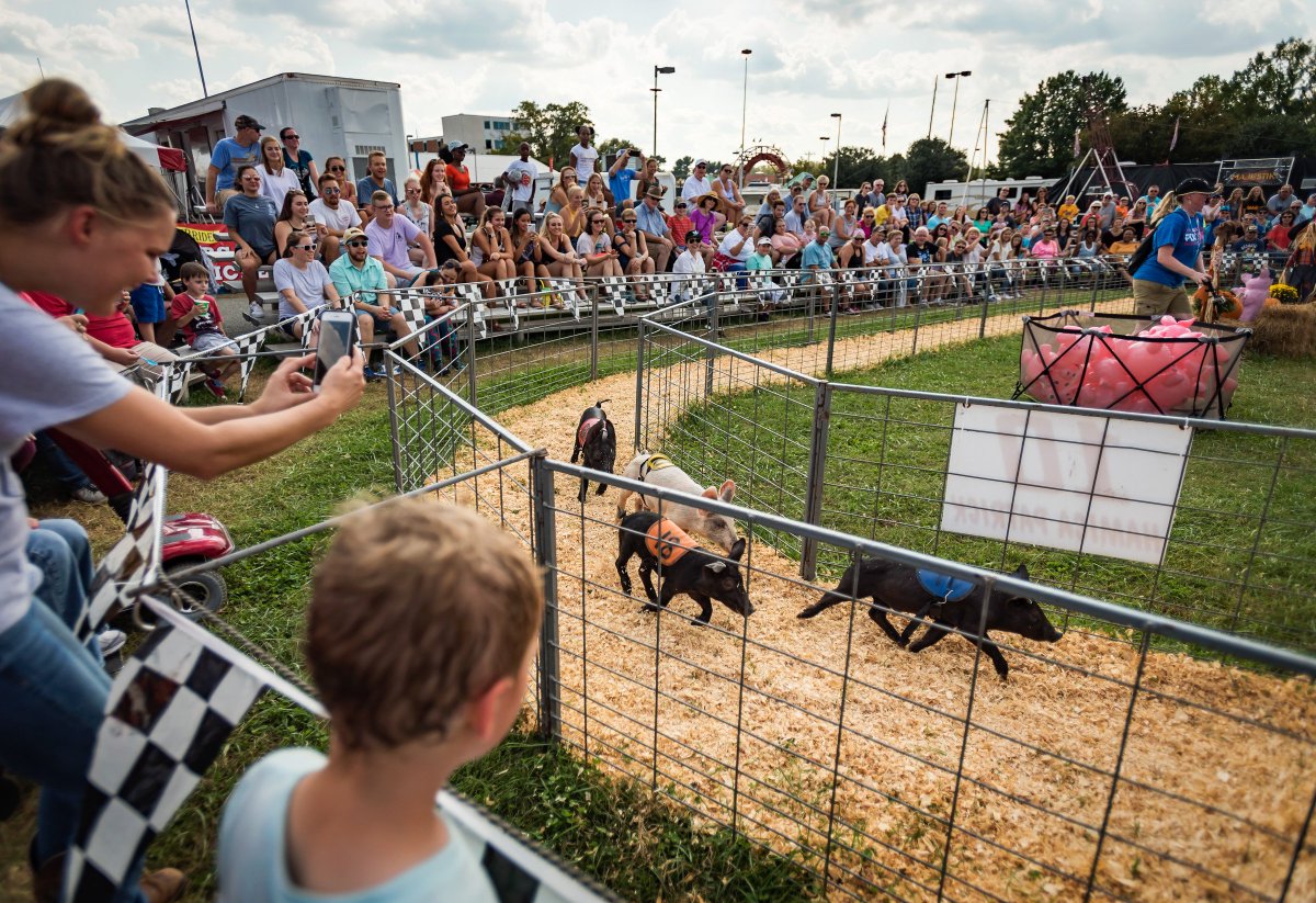 AllisonLeeIsley's tweet photo. Link to full photo gallery from #HogwaySpeedway #RacingPigs at the @dcfair >>> https://t.co/5IiRplTbmF
via @JournalNow
#dcfair #dixieclassic #dixieclassicfair #fair #pigs #JournalNow #photojournalism #winstonsalem #nc #WSNC #forsythcounty #kids #fun https://t.co/FettHCby6R