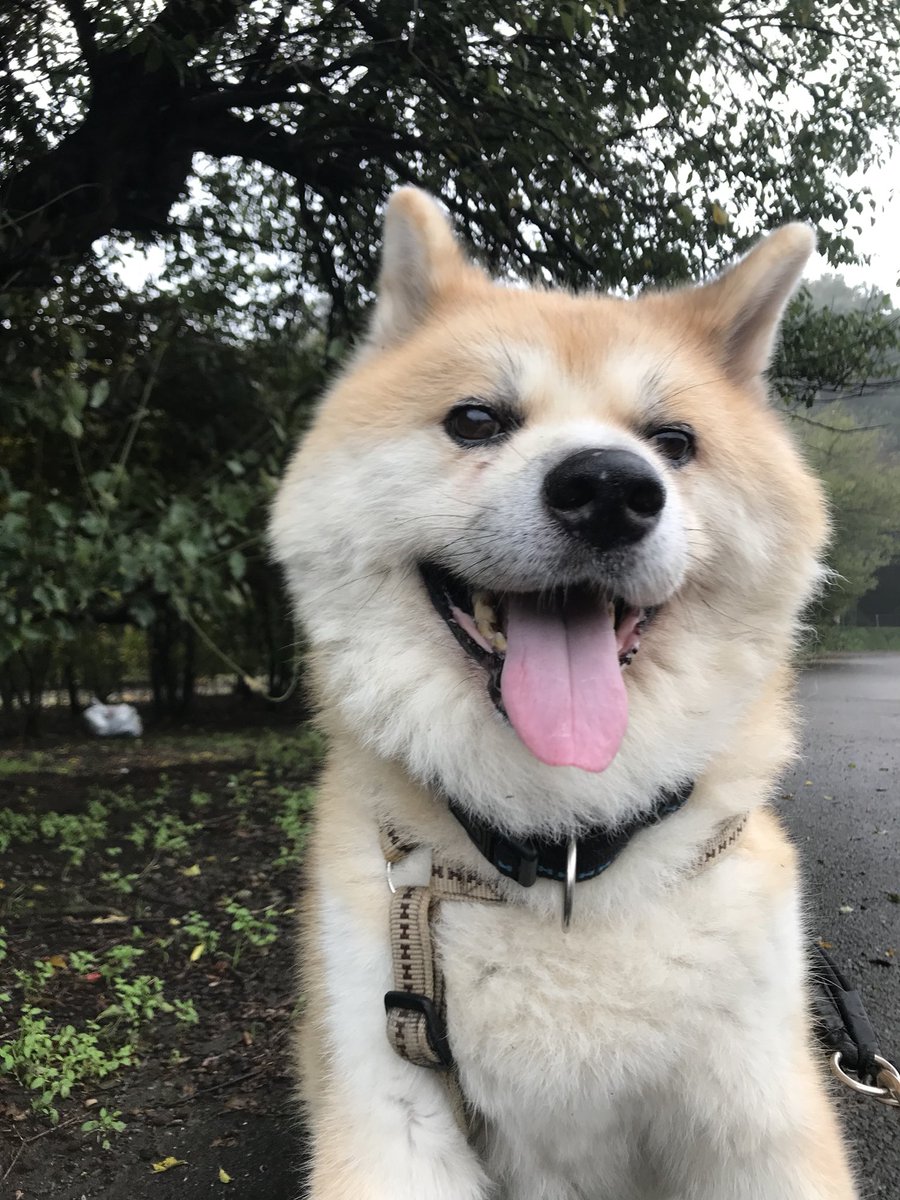 自己免疫性溶血性貧血 Twitter Search