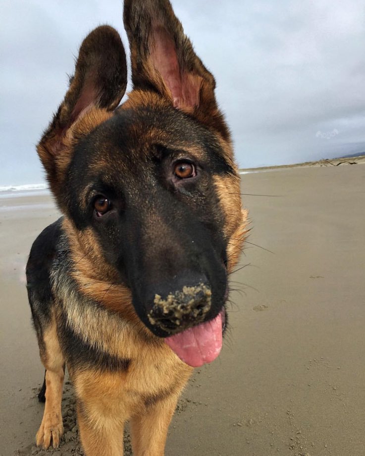This is Remy. He’s here to say it’s okay if you eat some sand. Because how else are you supposed to know how it tastes. 13/10 good boy Remy
