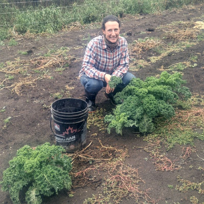 Jocelyn and Andre have been harvesting what is left in their garden. Kale is a very frost hardy vegetable so they left is as long as possible so they could continue to enjoy it fresh. tkranch.com/shop/  #grassfed #grassfinished #humane #keto #paleo #supportlocal #localyyc