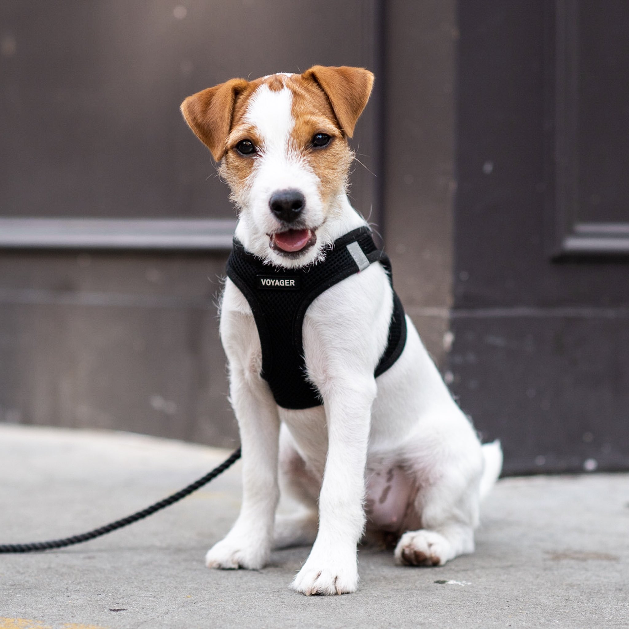 The Dogist on Twitter "Lily Cucumber, Jack Russell Terrier (16 w/o