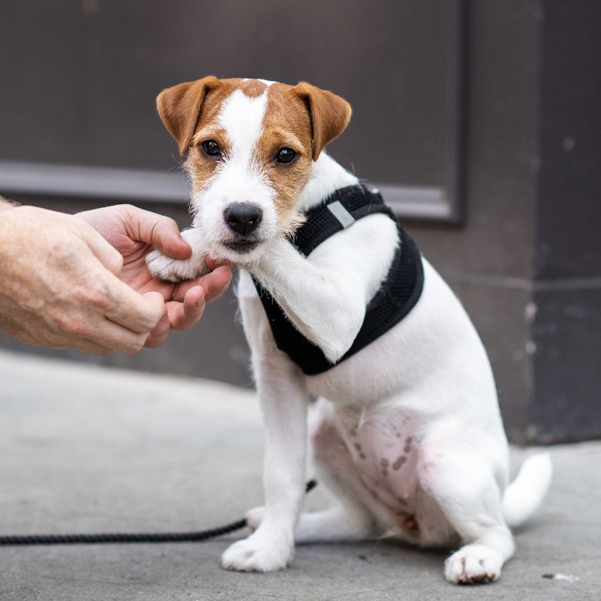 The Dogist on Twitter "Lily Cucumber, Jack Russell Terrier (16 w/o