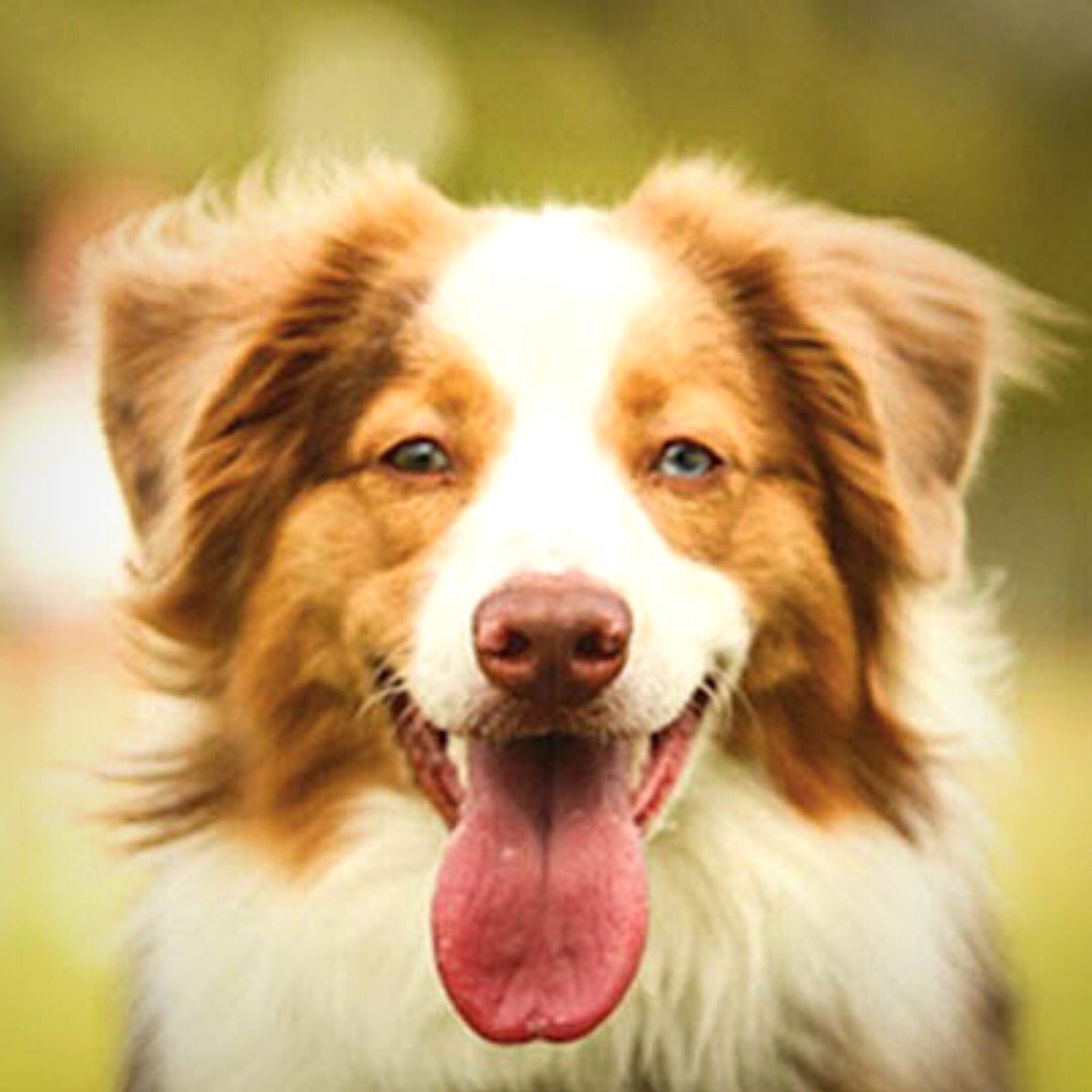 EncoreLiveLLC's tweet photo. Did you know that there are over 300 words for love in canine? This is Mowlgli, the fur baby of Lauren Bell. We love the pups of Encore Live! #DogsOfEncoreLive #EncoreLiveLove #PuppiesForLife #PuppiesOfIg #PuppiesOfInstagram #PuppyTales #PuppyOfTheDay #PuppyLover #Puppies #Puppy https://t.co/ML7PPxVMRC