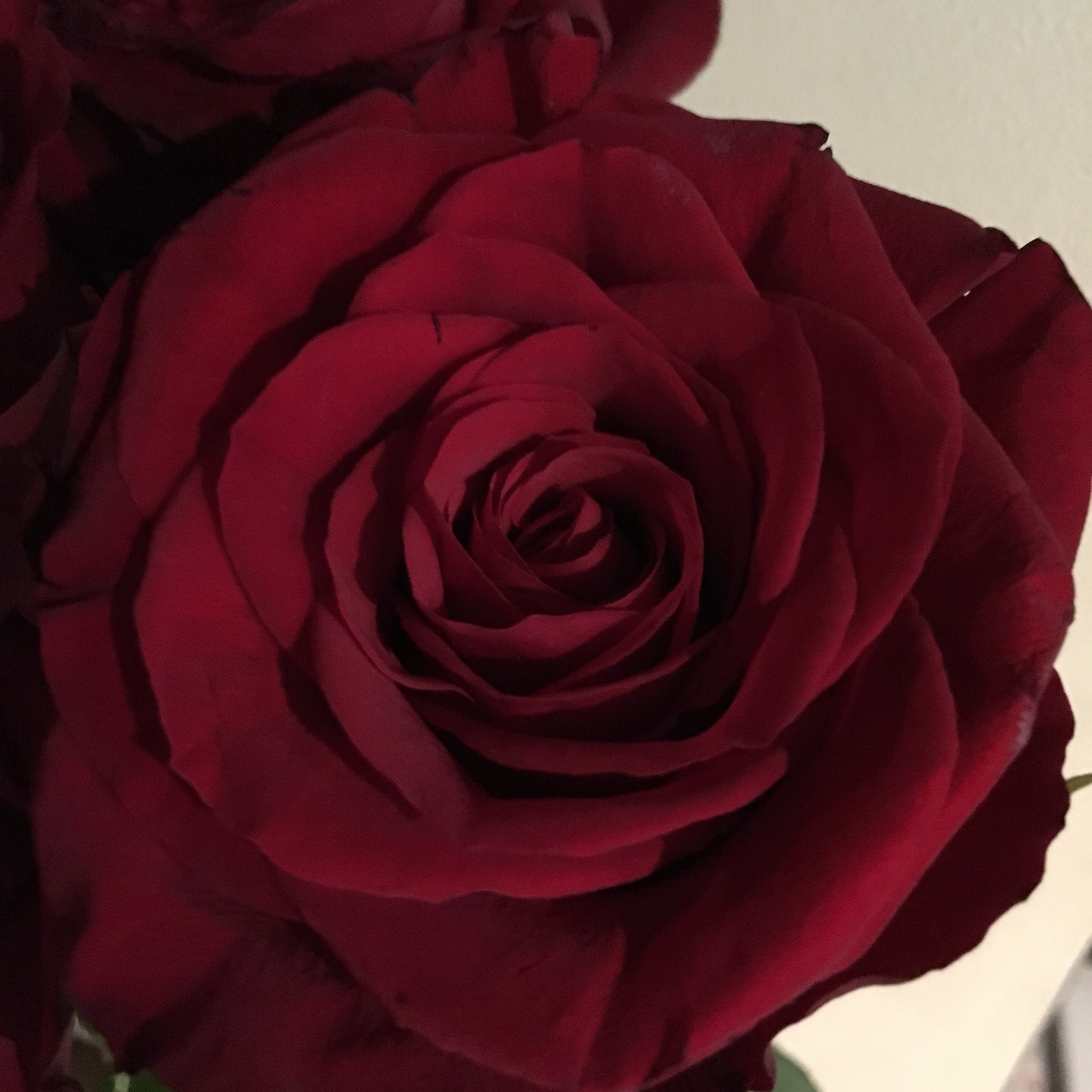 Yuriko A Twitteren 世界一大きい赤い薔薇 南米コロンビア産の フリーダム 薔薇 コロンビア 世界一 Red Rose Freedom Biggest In The World T Co Ar7g4kt1oj Twitter