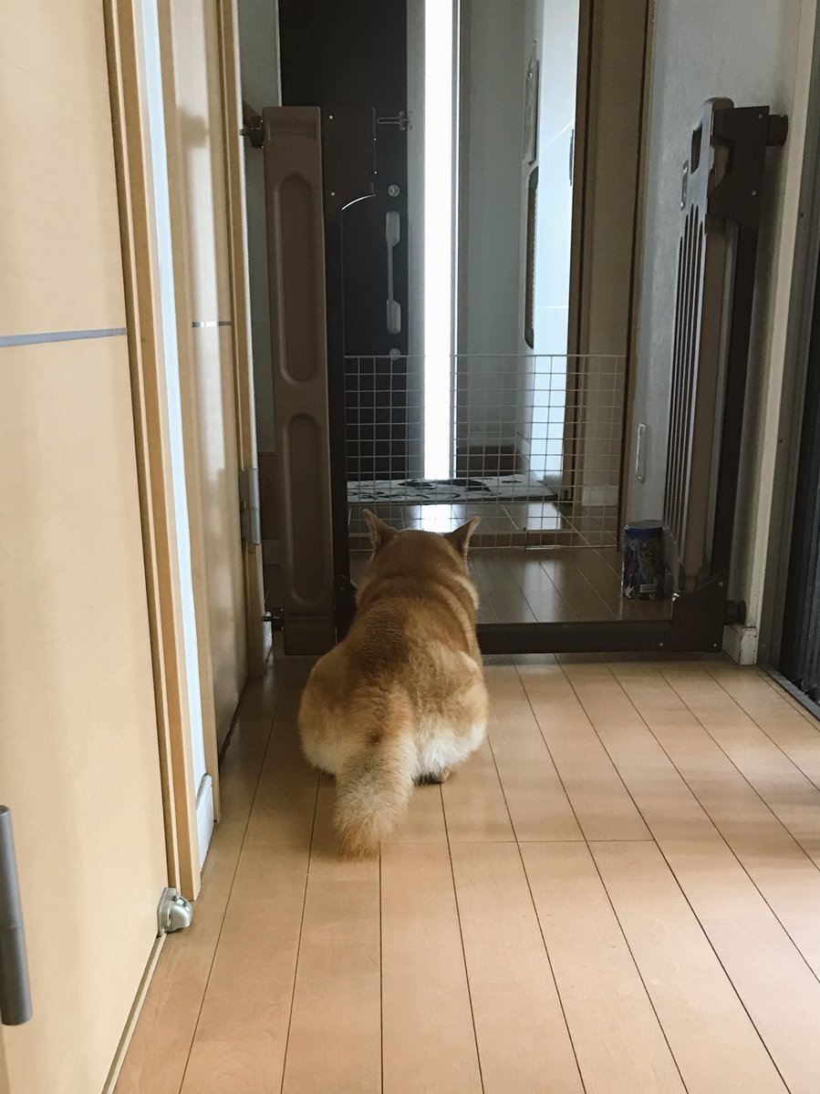 こたろうくん Twitterren 今日のおは犬 いってきます の時はそっけないくせに いざドアがしまったら急に寂しそうな顔をして見送る犬