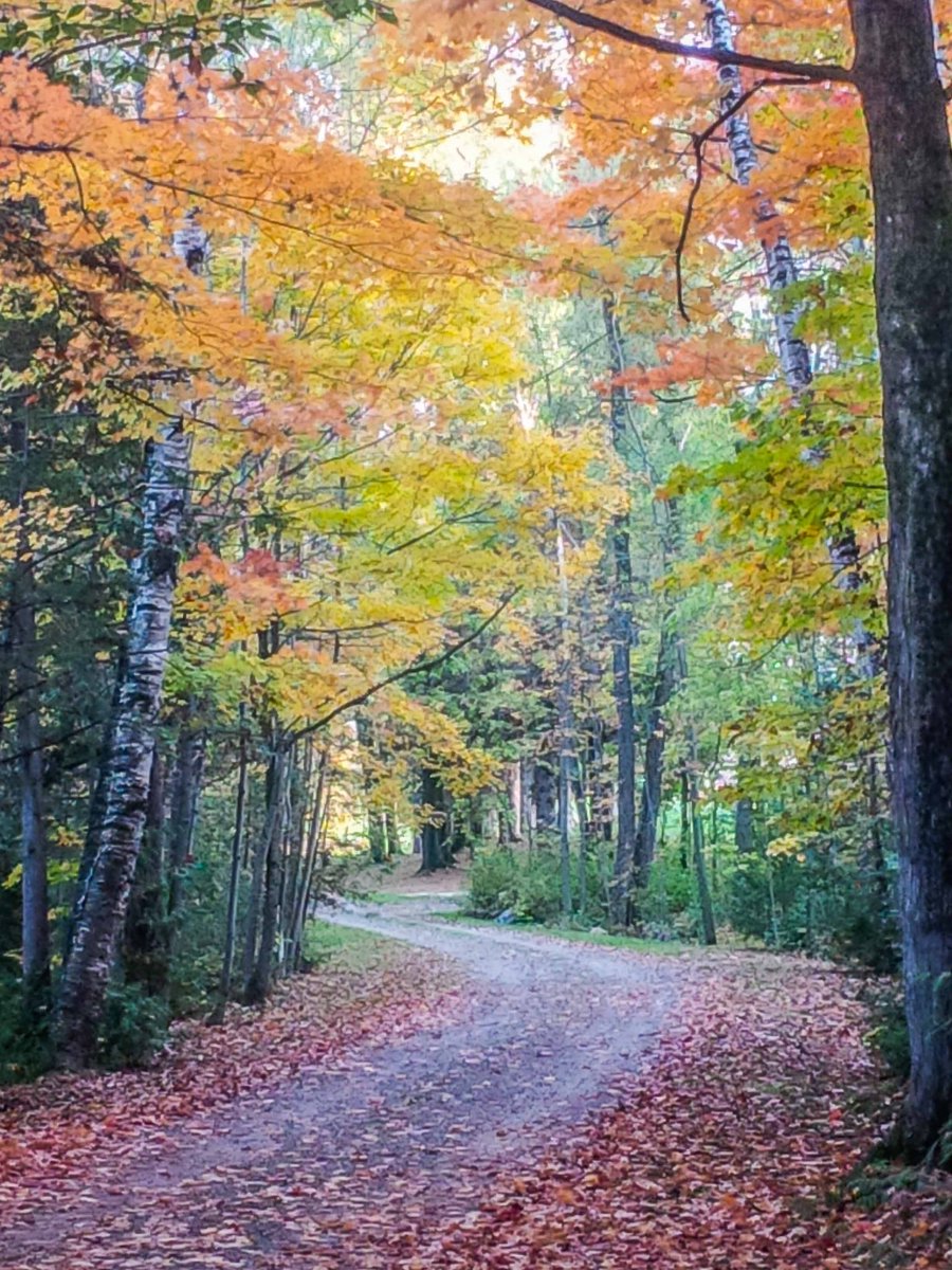 Waterlooism's tweet image. Happy Thanksgiving!