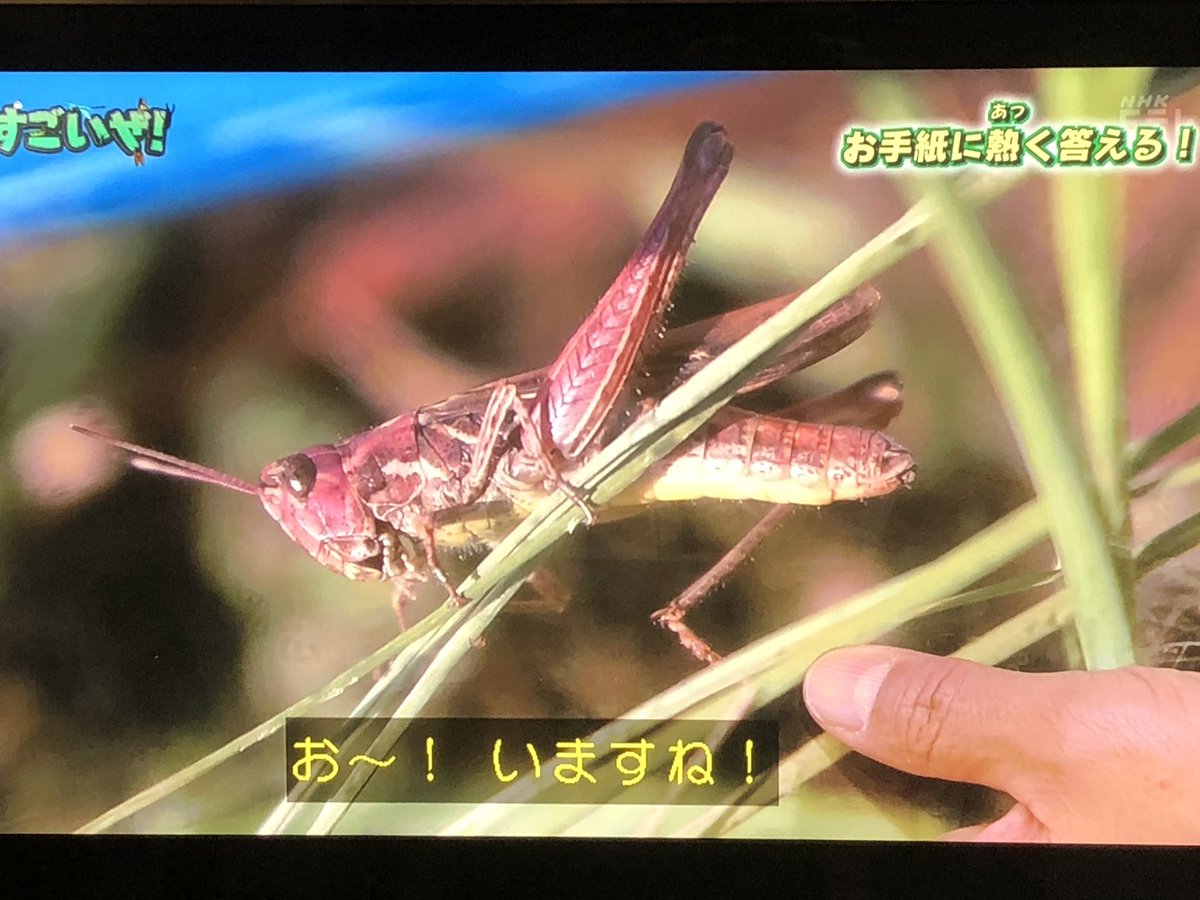 カマキリ先生こと香川照之さん ハンミョウ の高速走行を体現するためクレーンに吊られながら竹馬で全力疾走 昆虫すごいぜ 2ページ目 Togetter
