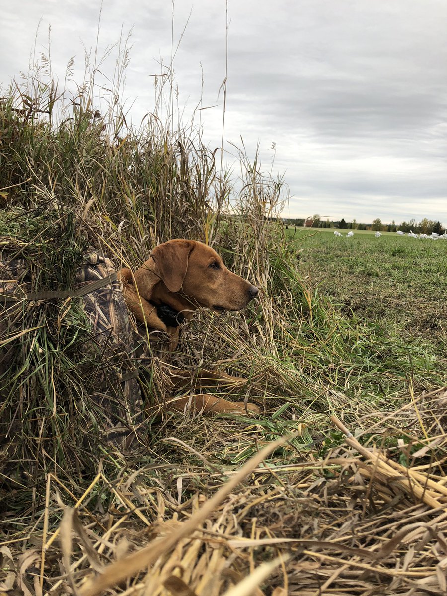 Mbccmaxime's tweet image. Dog of Geese !