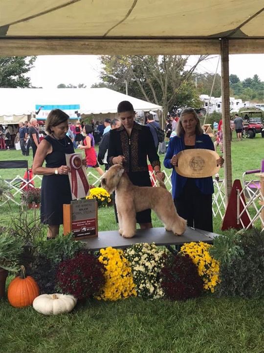 Silkcroft's tweet photo. Blaine wins BEST OF BREED @MCKC Championship #dogshow 2018! Well Done Blaine and Team Keepsakes๐ถ๐ช๐ปโ
#scwt #iscwt #wheaten #softcoated #wheatenterrier #softcoatedwheatenterrier #dogshow #wheatensoftwitter #bbn #teamsilkcroft #Montgomery #teamkeepsake @scwtca https://t.co/grvGWGIwyG