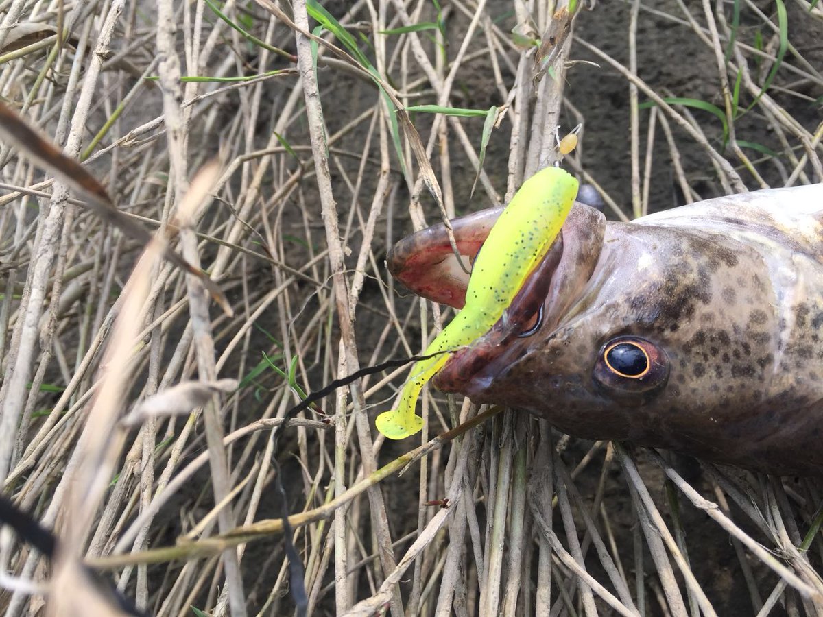 RunclOfficial's tweet photo. π₯π₯#RUCNL #AnchorBox #softlure seriesπ₯π₯
Paddle-tail produces extreme vibration and movement. Available in a variety of fish-catching colors.
Learn more at: https://t.co/Jr39ibGmDw https://t.co/kHeYqXKoM9