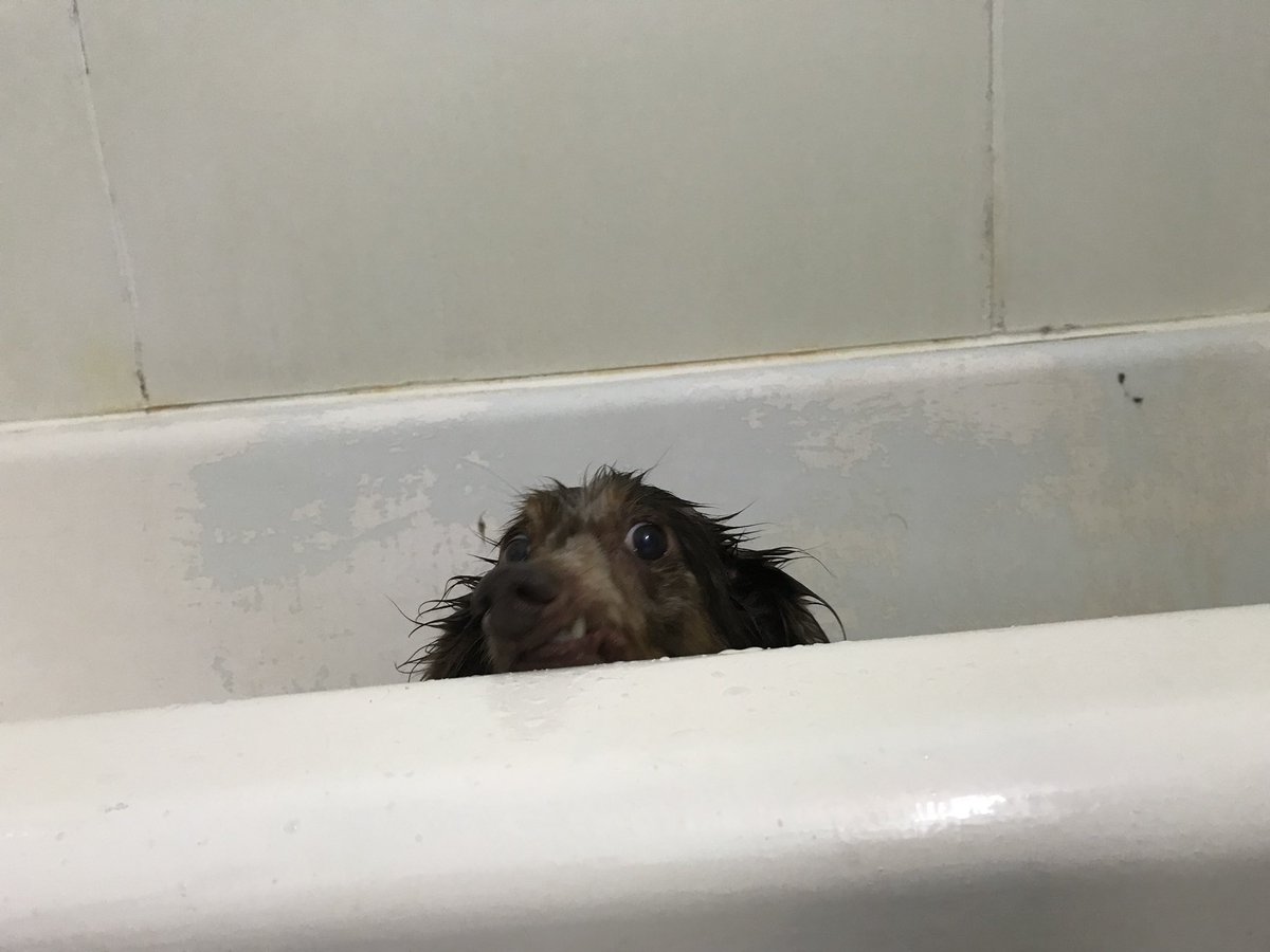 HungryHabi's tweet photo. Dad gave me a bath yesterday. I did not approve. #dachshund #bathtime #nothappy https://t.co/AsRdeF40Ta