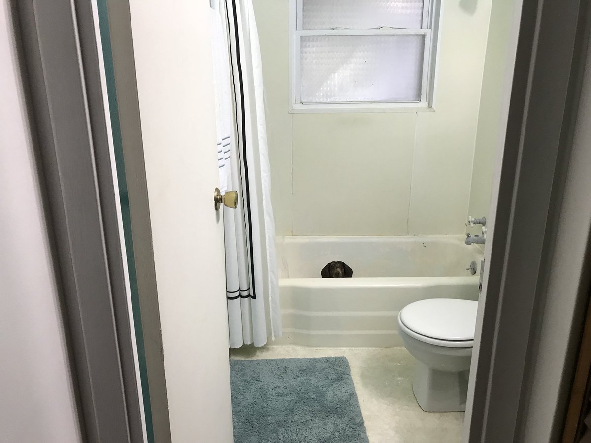 HungryHabi's tweet photo. Dad gave me a bath yesterday. I did not approve. #dachshund #bathtime #nothappy https://t.co/AsRdeF40Ta