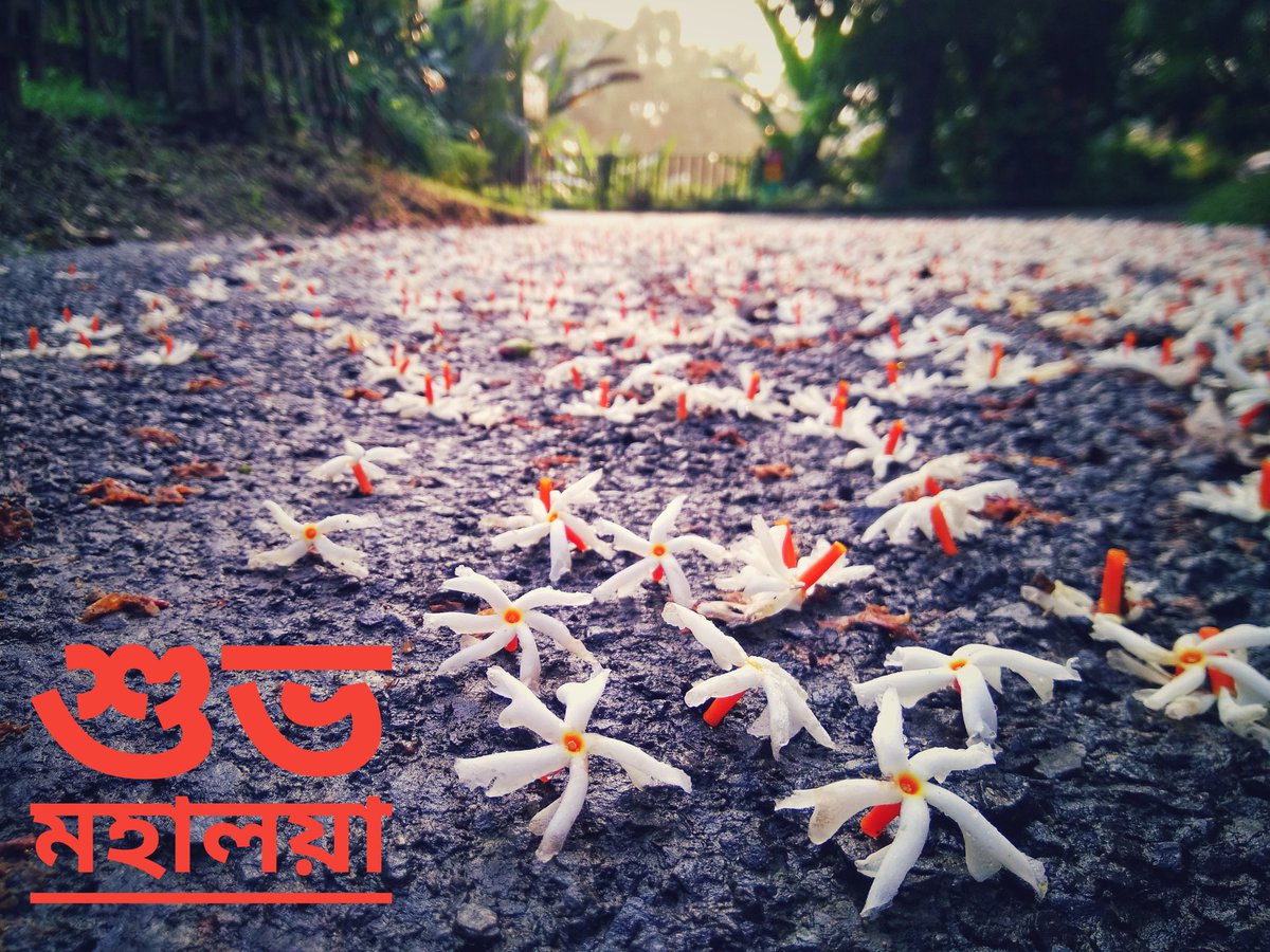 geet_freebird's tweet photo. শুভ মহালয়া!
#Mahalaya2018 #Xewali https://t.co/sVlzVu3FNj