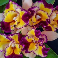 ranchor10's tweet photo. Top of d Morng Meri Vry Vry "Dearest" "Nearest" "Loveliest" "Precious" "Unbelievable" "Adorable" "Stunning" "Straightforward" "Incredible" "Awesome" "Spectacular" "Patriotic" n "Nationalist" #Dost #V 
Hv a Safe n Magical Monday !

#Orchid 
@MockingSkills https://t.co/9dykvunThr