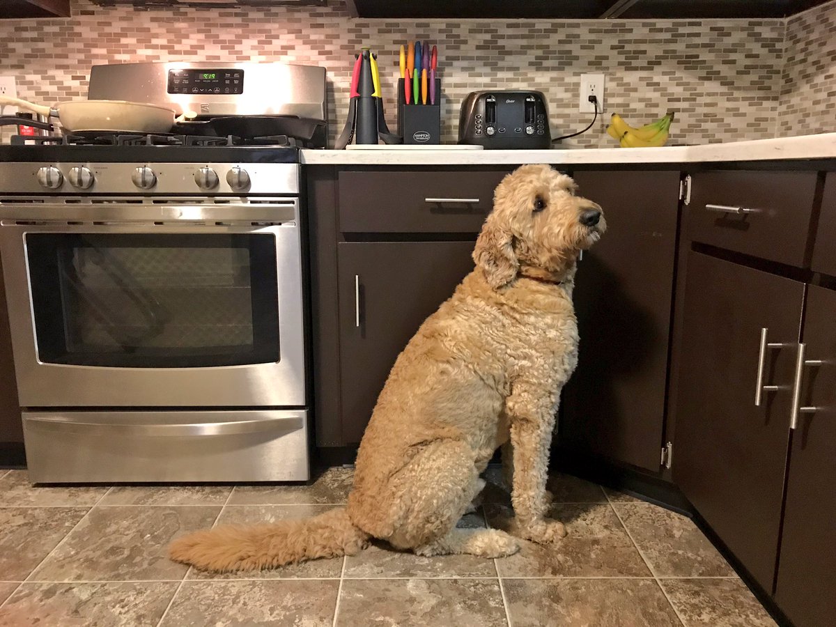 DGaken's tweet photo. An hour ago I made bacon. Haven’t heard from @WrigleyDoodle since.

Turns out he’s just been staring at the leftovers. Patience rewarded, I gave it to him, can’t say no to a good pupper.

🐶 🥓 https://t.co/agbZb4GTo7