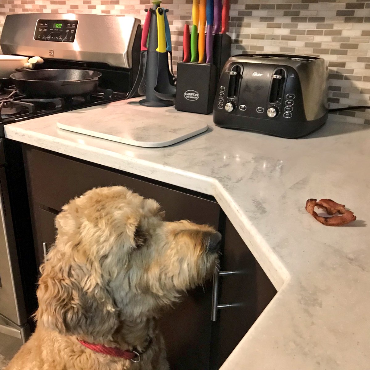 DGaken's tweet photo. An hour ago I made bacon. Haven’t heard from @WrigleyDoodle since.

Turns out he’s just been staring at the leftovers. Patience rewarded, I gave it to him, can’t say no to a good pupper.

🐶 🥓 https://t.co/agbZb4GTo7