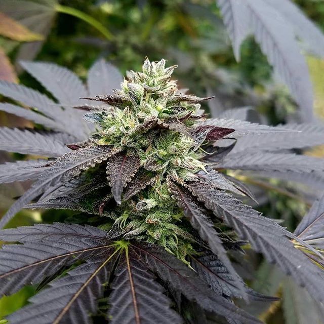 simleafapp's tweet photo. Gorgeous! Nice work! -
#Repost @canna_logs
・・・
Just cant get enough of this Attwater's Prairie Chicken. Looking prime! Watching her closely waiting for a little amber to show.
#growyourown #massgrowers #jambalabsseedco #jambalabs #greenleafnutrients… https://t.co/DmvXseIJ5J https://t.co/Ea7cmf7RO8