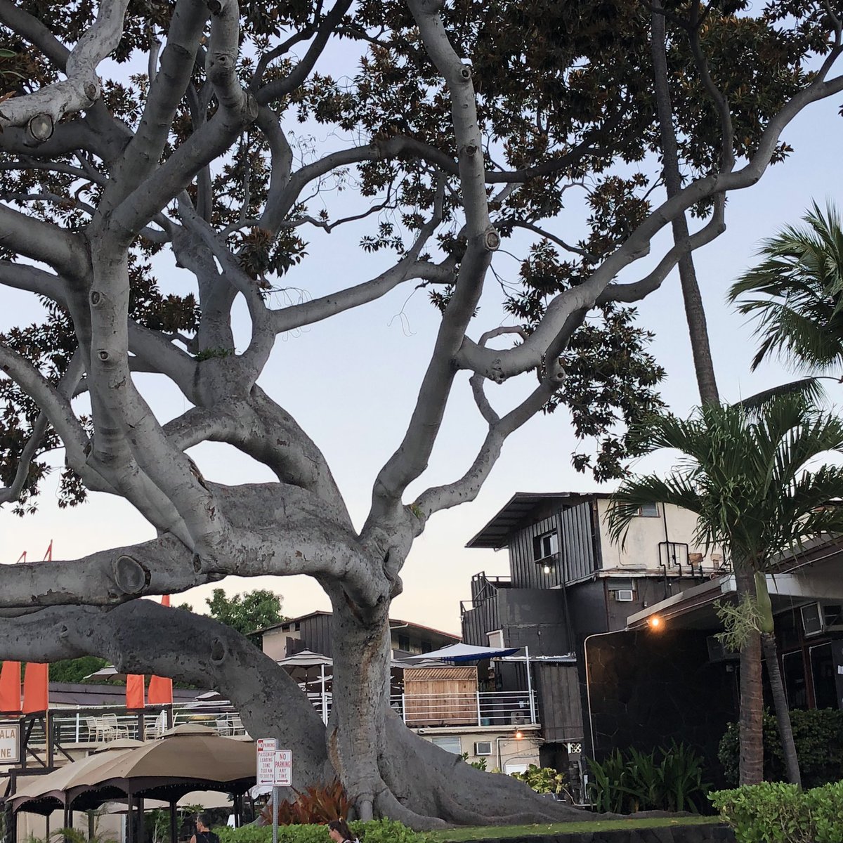 IMTrinews's tweet photo. SUNDAY MORNING! Nice and quiet at 6:00 AM 😌
.
📸 #ironmannews #Konapier #digbebeach #imwc #imwc40 #kona2018 #Tattoooftheday #aliidrive #triathlon⁠ ⁠⁠#LoveIT #photooftheday #hawaii #bigisland https://t.co/5xisKsPOdK