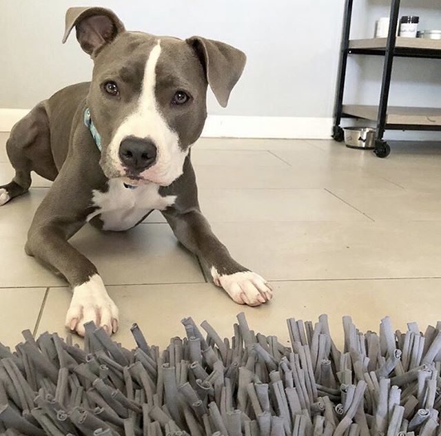 paw5us's tweet photo. Enrichment is all about creating positive experiences for your dog that engage their brains and instincts. We do that with our #foodpuzzles. The Wooly turns mealtime into a fun, engaging #braingame. Feed their belly and their brain!!
•
•
•
📸 by @reyt… https://t.co/tPTssOvoUw https://t.co/7PTPQr7esY