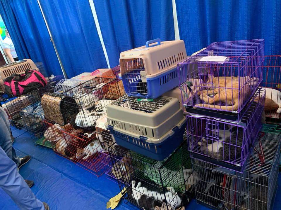 farsph18's tweet photo. A big thanks for the monetary donation from @rpcyph, we were able to help neuter thousand cats in one day.

And with the generosity of Ms. Maja Alexandra Boy, we were able to give away free dog and cat food, and collars during the CATstration Event of PPBCC last October 6, 2018. https://t.co/b56CaYygXi